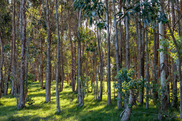 Fototapeta premium Backlit sunny forest of logs