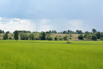 Field with flax in front of the village