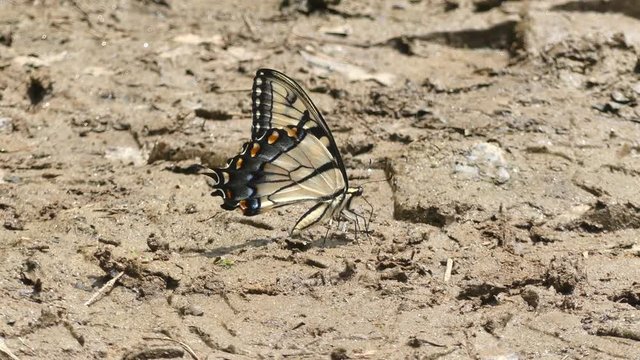 Georgia, Belton Bridge Park, A side view of an Eastern Tigar Swallowtail butterfly