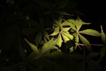 foglie con luce © Libertone Gennaro