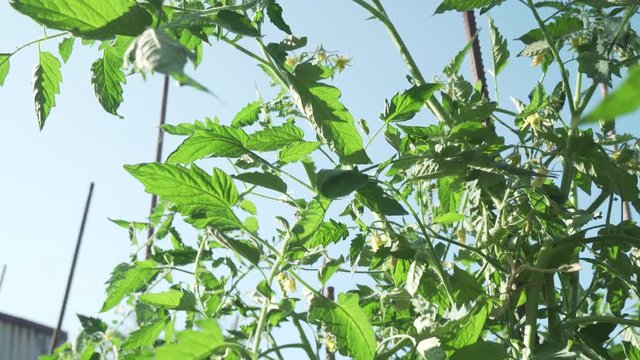 Fruits of tomato ripen on high bushes stock footage video