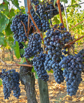 "Blood of Jupiter" - this is the literal translation of the name of the Sangiovese grapes, which is grown near Montepulciano in the hills of Tuscany