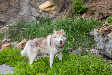Portrait of beautiful Beige and white Siberian Husky dog standing in the grass on the beach