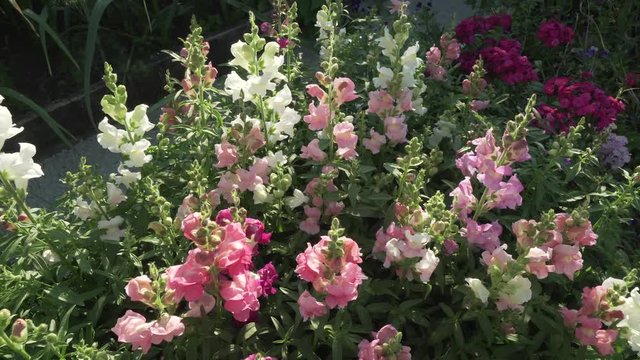 Multicolored Antirrhinum grows in garden stock footage video
