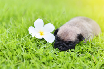 Cute baby Pug sleeping on grass with flower, close up