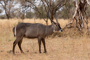 Südlicher Spießbock - Oryx gazella - Afrika