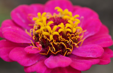 Bright pink zinnia flower macro