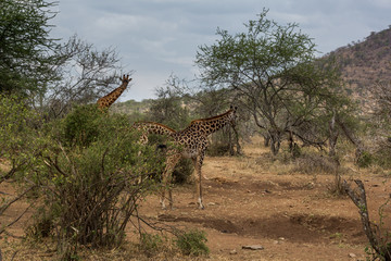 Giraffe (Giraffa)