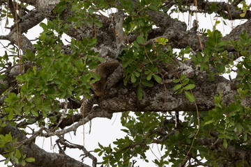 Leopard (Panthera pardus) 