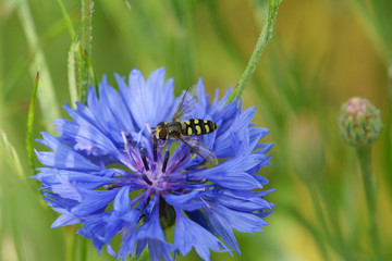 Hoverfly on a blue cornflower