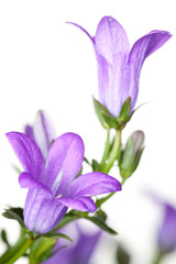 Violet bellflower blossoms on white background