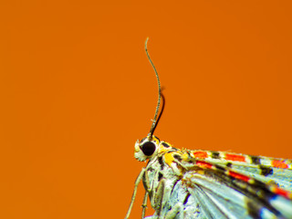 Beautiful small Night butterfly color in asia  