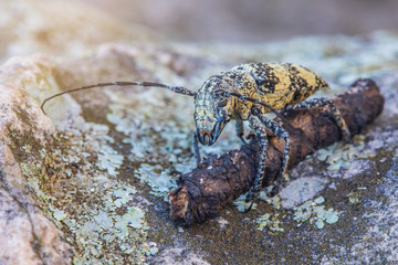 Stem-boring grub, Gahan, Coleoptera, Cerambycidae, on the timber and rock.