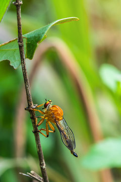 The robber fly on the branch.