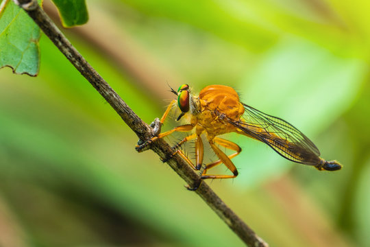 The robber fly on the branch.
