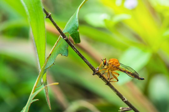 The robber fly on the branch.