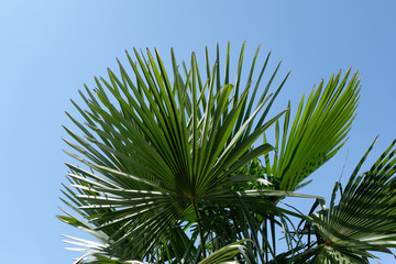 Beautiful palm. Macro photography.