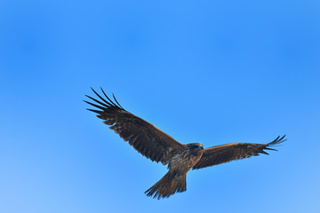 Obraz premium 滑空するトンビ