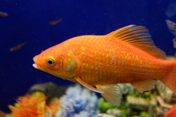 Fototapeta premium Beautiful goldfish, fishes. Macro photography.