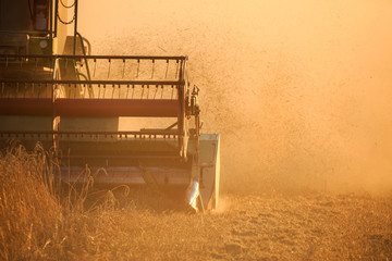 Detail of Agro farmer rye wheat harvest with harvester