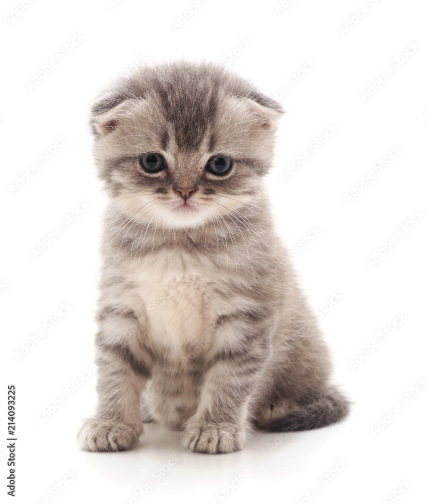 Canvas Prints small gray kitten.