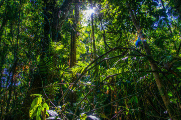Josephine Falls, Queensland