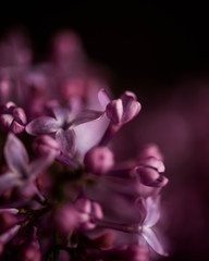 Lilac blooms
