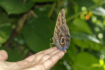 Large brown butterfly sitting on a man's arm