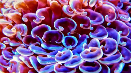 Hammet lps coral is amazing decoration in saltwater aquariums