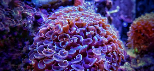 Hammet lps coral is amazing decoration in saltwater aquariums