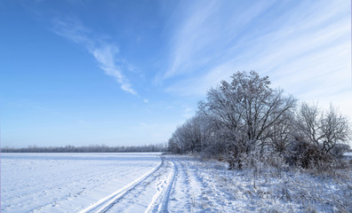 winter  landscape
