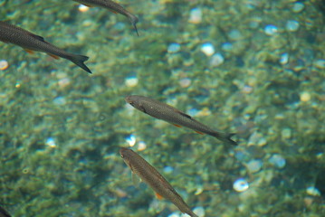Kroatien plitvicer seen nationalpark