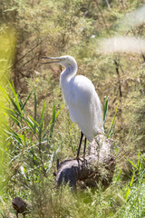 White little heron