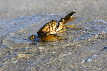 Crab on the beach of the Black Sea.. Crab close up in surf waves on a sunny day.
