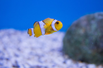 clownfish in the aquarium