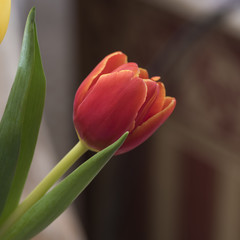 Red tulip in the interior