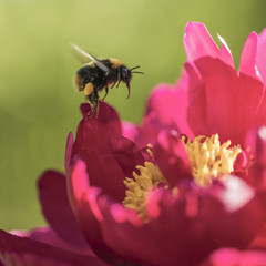 Bumblebee flying on a pink peony
