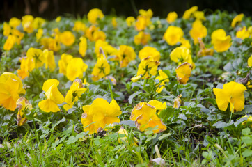 
Muchas plantas de pensamientos amarillos. (Viola × wittrockiana)