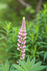 Pink blossoming lupines