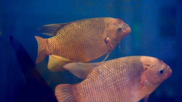 Giant gourami fish