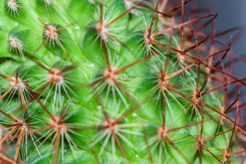 Close up of cactus plants in the pot.