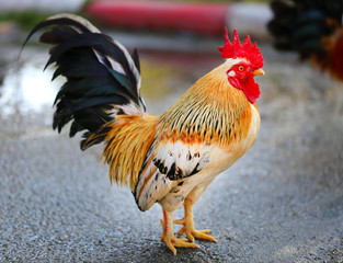 Photo of a close-up beautiful big cock