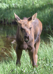 Fototapeta premium Shiras Moose of The Colorado Rocky Mountains