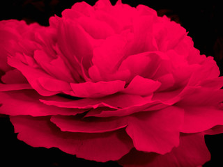 flamenco. big red flower. macro. love. passion.