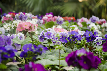 Fototapeta premium Jardín con muchas plantas Geranio. (Geranio) 