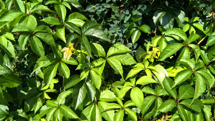 bright green wild grapes on a bright sunny day Minsk, Belarus