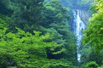 滝と夏の木々