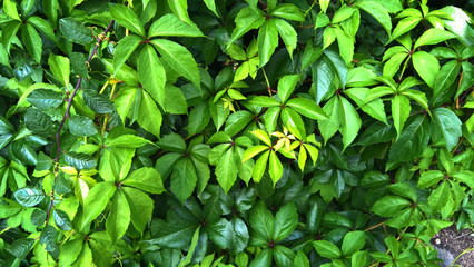 bright green wild grapes on a bright sunny day Minsk, Belarus