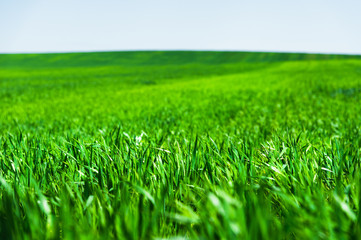Image of a landscape of a green grass or wheat field and a blue sky with patterns from the clouds. The concept of serenity of ecology and spring