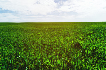 Fototapeta premium Image of a landscape of a green grass or wheat field and a blue sky with patterns from the clouds. The concept of serenity of ecology and spring